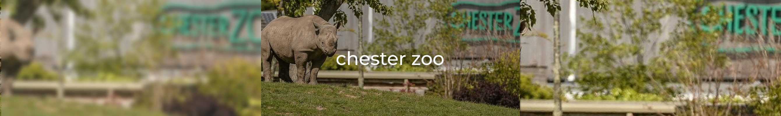 chester zoo